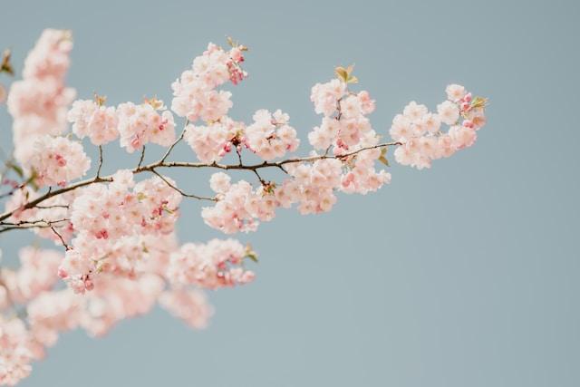 Is It Spring, Yet?!